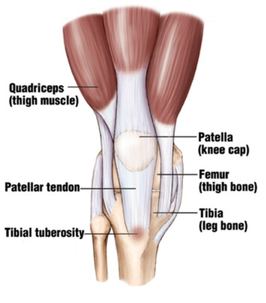 <p>Tibial tuberosity</p>