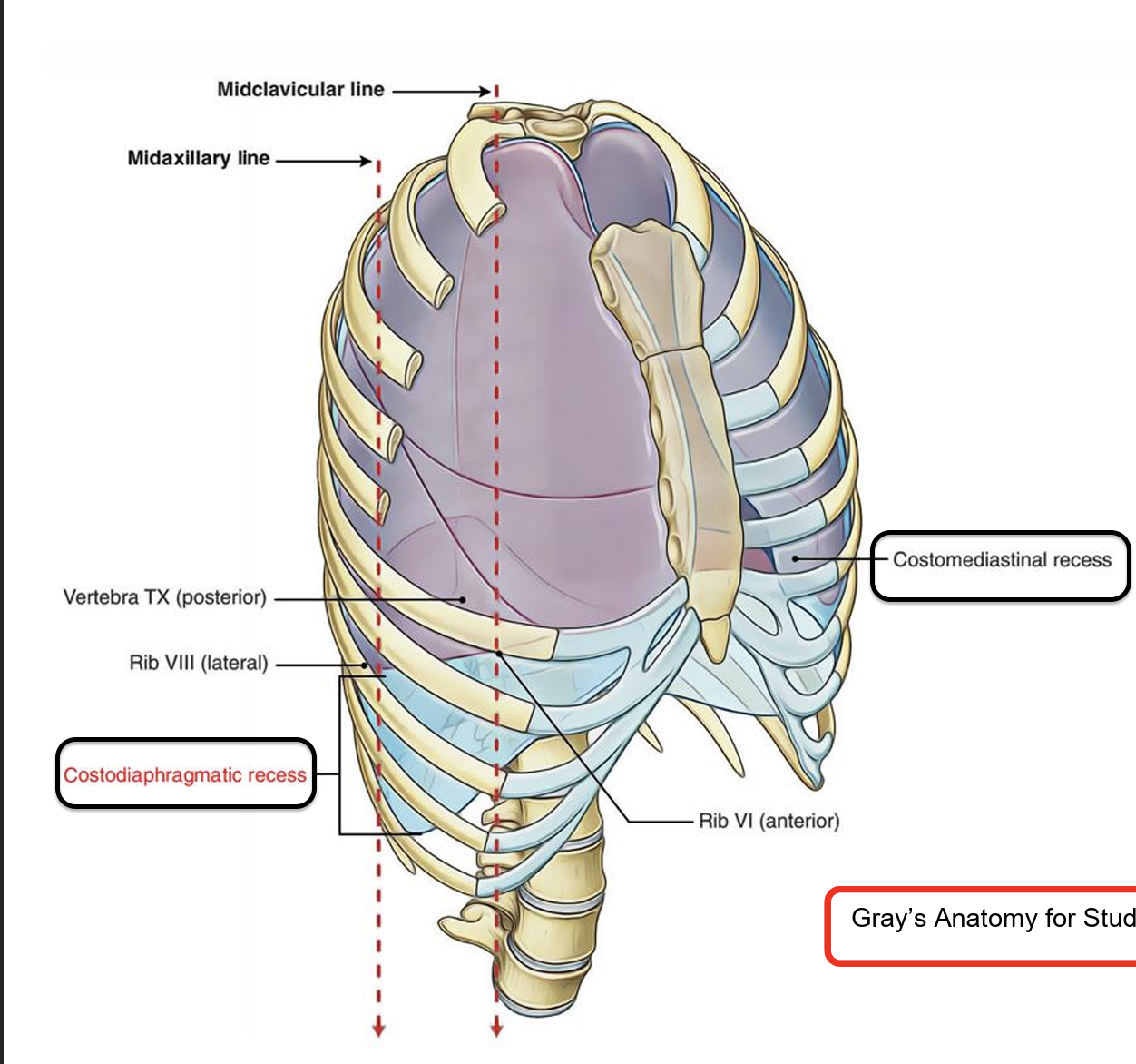 <p>Costodiaphragmatic recesses: Found between costal and diaphragmatic pleura </p><p>Costomediastinal recess: Located between costal and mediastinal pleura (large on the left side)</p>