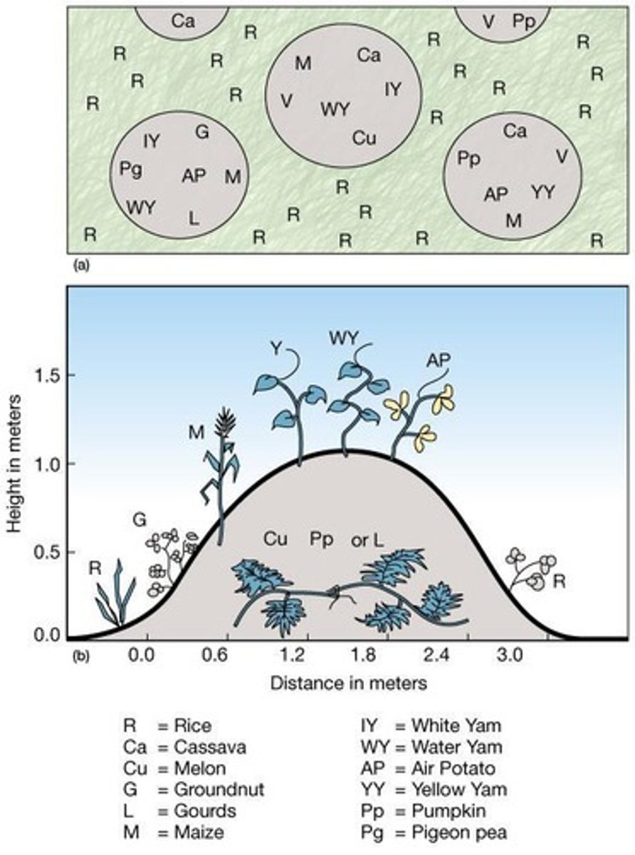 <p>The practice of mixing crops in a field to reduce the risk of crop failure and allow for staggered harvesting.</p>