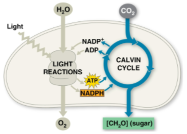 <p>Calvin cycle</p>