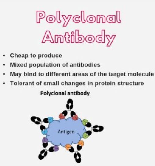 <p>The traditional way of making antibodies:</p><ul><li><p>The antigen is injected into a lab animal</p></li><li><p>lab animal produces B lymphocytes that produce (a <strong>variety</strong>) antibodies to attack antigen</p></li><li><p>the B lymphocytes are harvested and sold</p></li></ul>