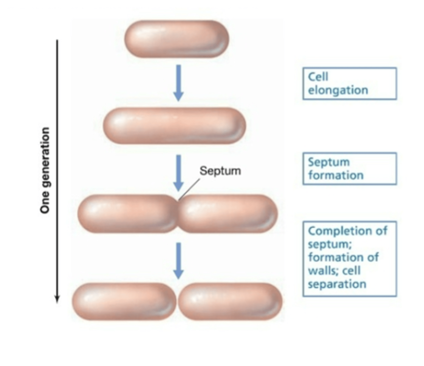 <p>Fission occurs by forming septum</p>