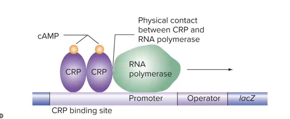 <p>CRP (a positive regulator) of lac transcription</p><ul><li><p>is active when bound to cAMP, its inducer (instead of a coactivator in eukaryotes) </p></li><li><p>binds to dna and inc efficiency of rna pol binding and activitiy</p></li></ul><p></p>