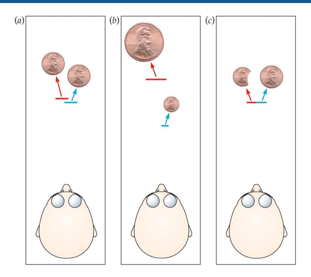 <ul><li><p>A statistical model based on Reverend Thomas Bayes’ insight that prior knowledge could influence your estimates of the probability of a current event</p></li><li><p>Optimal inference from cues: perception should choose the solution depending on which one is most likely.</p></li><li><p>Very often perception comes close to what is optimally possible.</p></li><li><p>A is the most likely scenario in diagram</p></li></ul><p></p>