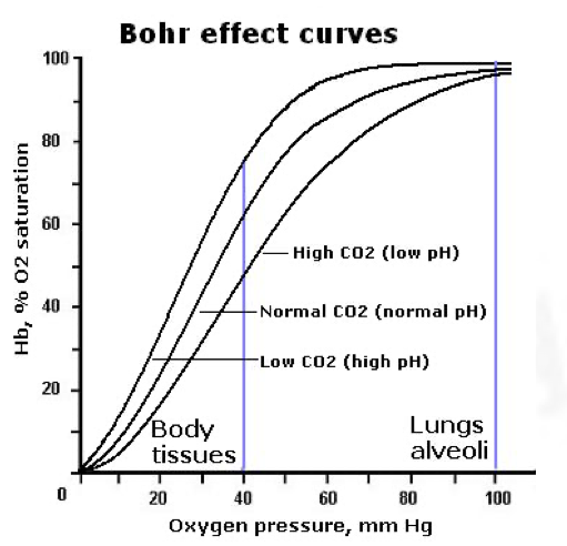 <ul><li><p><span>once an O<sub>2</sub> molecule combines with haemoglobin, it becomes easier for more molecules to combine therefore, the curve rises very steeply</span></p></li><li><p><span>a small change in the partial pressure O<sub>2</sub> causes a very large change in amount of O<sub>2</sub> carried by haemoglobin</span></p></li></ul>