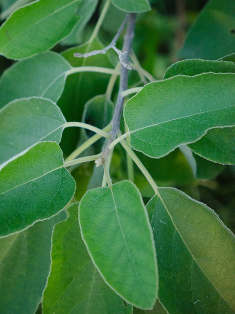 <p>Cordia boissieri<br>(Borage)</p>