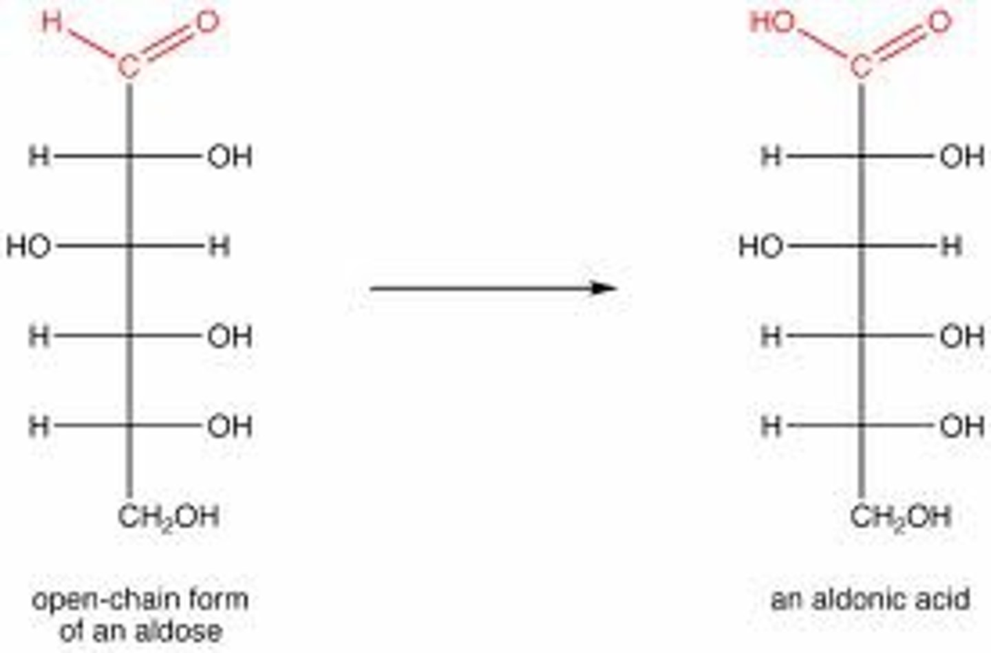 <p>Aldonic acids</p>