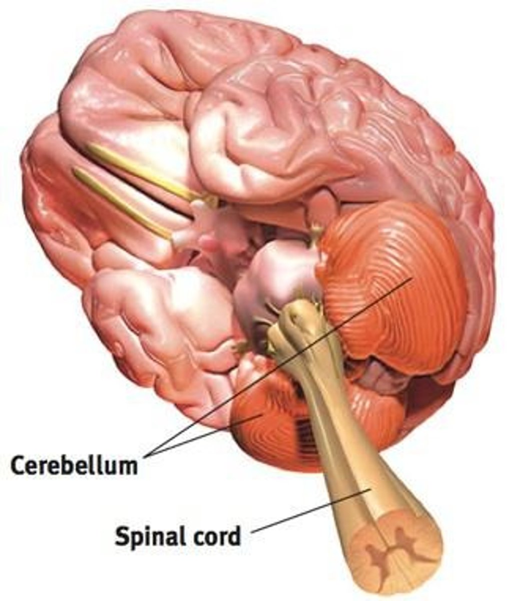 <p>Controls balance, agility, and voluntary movement, working with the pons.</p>