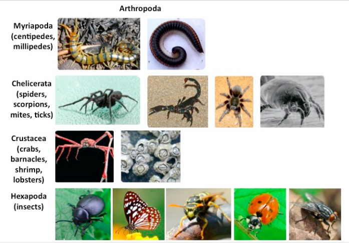 <p>Arthropoda</p>
