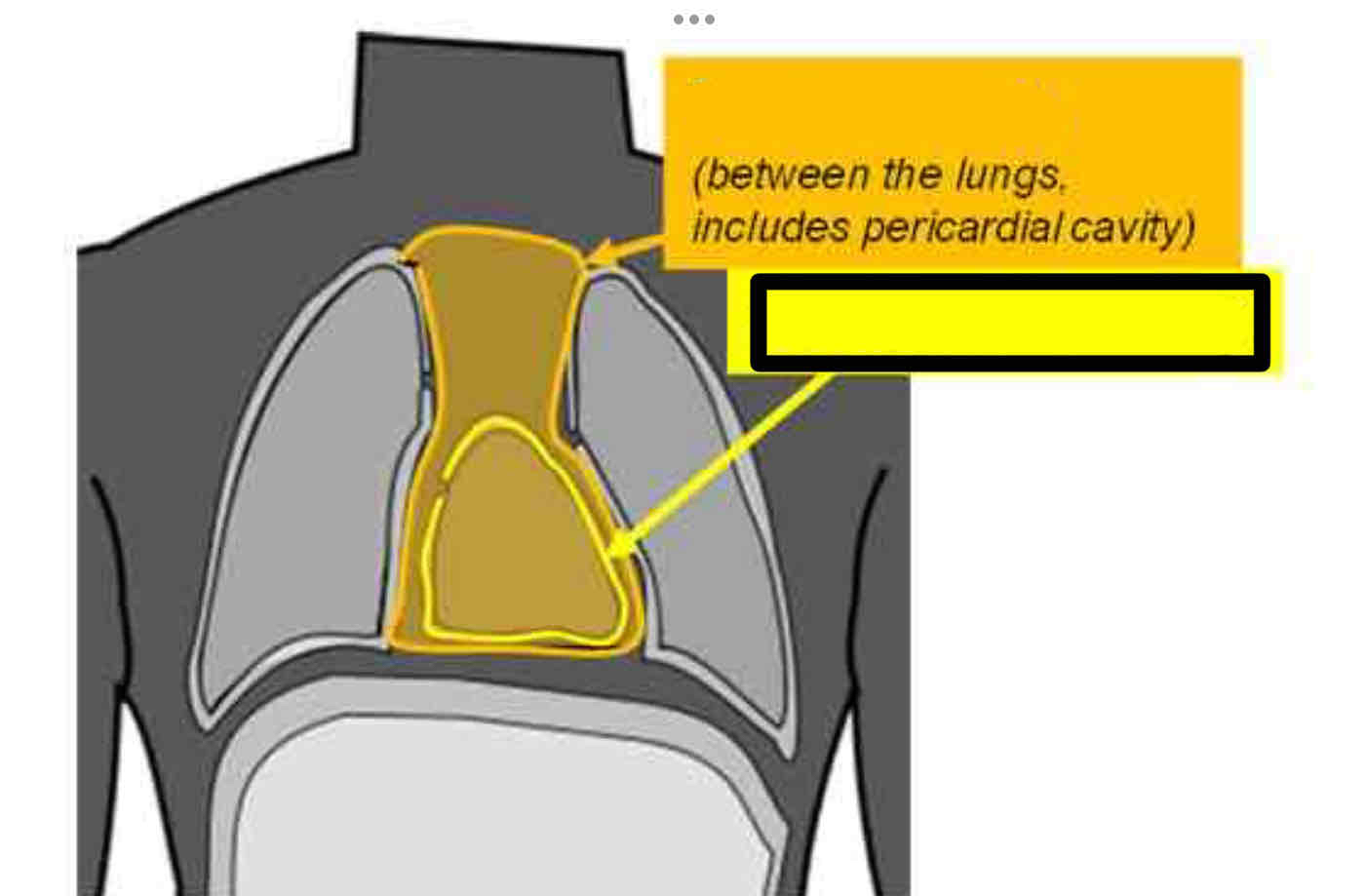 <p><span>A sub-cavity within the mediastinum cavity that wraps around the inferior two-thirds of the heart. Allows for movement of the heart as it expands and contracts while pumping blood</span></p>