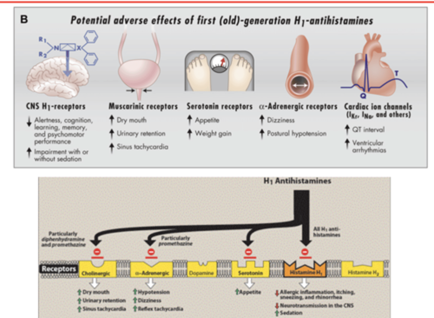 <p>- ANTISLUD</p><p>- hypotension</p><p>- dizziness</p><p>- reflex tachycardia</p><p>- weight gain</p>