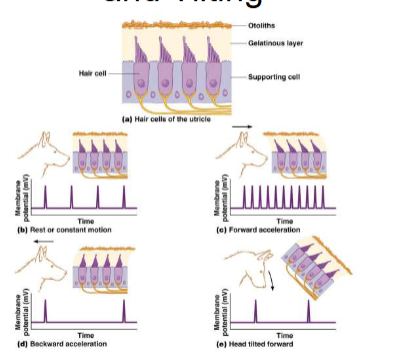 <ul><li><p>present in utricle and saccule</p></li><li><p>mineralized otoliths suspended in a gelatinous matrix</p></li><li><p>stereocilia of hair cells embedded in matrix</p></li><li><p>&gt;100,000 hair cells</p></li><li><p>detect linear acceleration and tilting of head</p></li></ul><p></p>