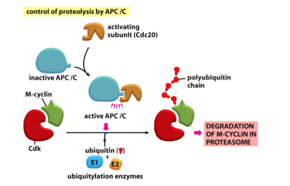 <p>The ubiquitin-proteasome system, tagging cyclins with ubiquitin chains for destruction</p>