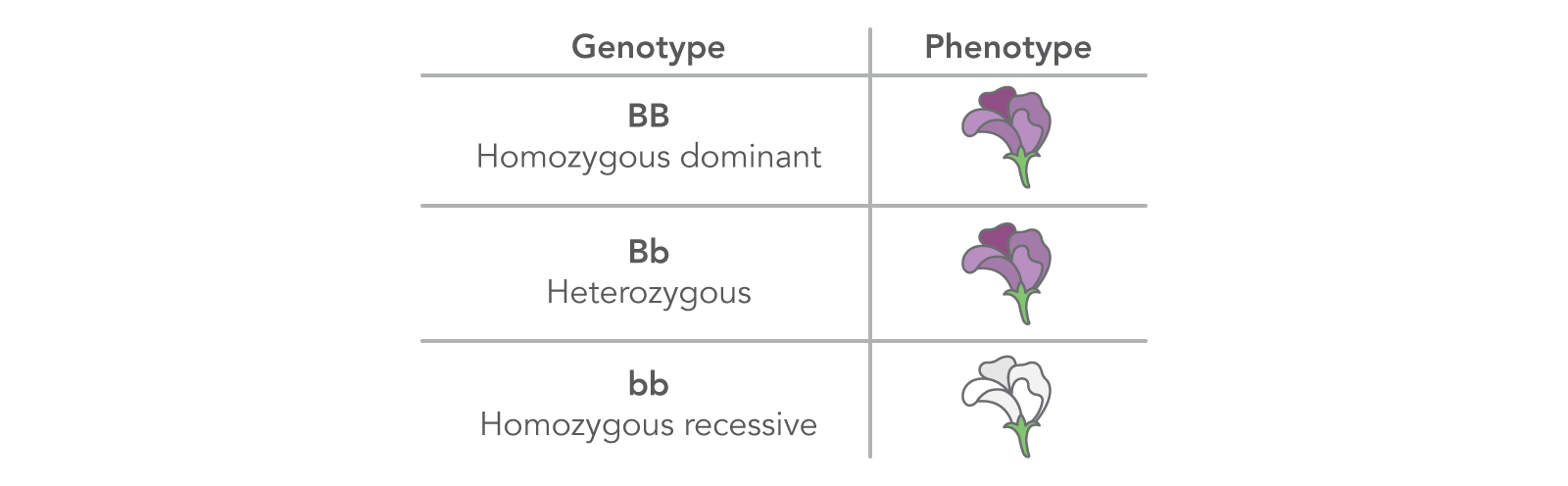 <p>The genotype of an organism with two dominant alleles</p>