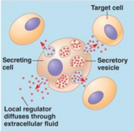 <p>Cell releases chemicals that diffuse through ECF and act on those close by (paracrine signalling) or on cell that released them (autocrine)</p><ul><li><p>NOT HORMONES, just chemicals being secreted to neighbouring cells</p></li></ul><p></p>