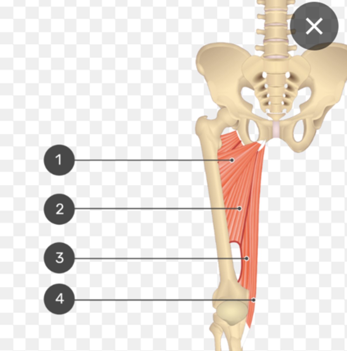 <p>ID adductor muscle portion (2-3)</p>