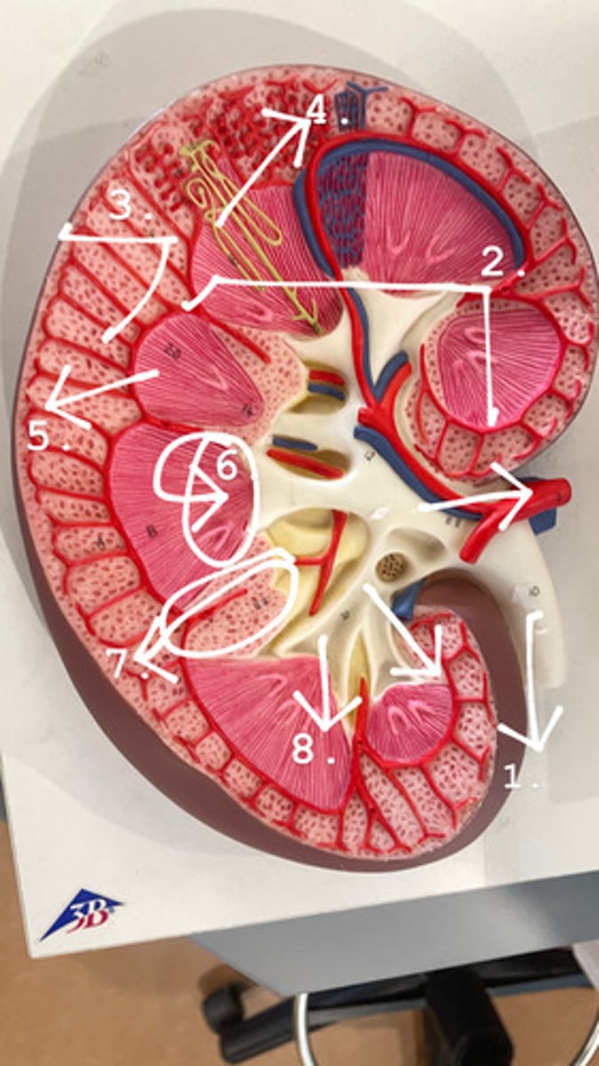<p>ID 10 (no number)</p>