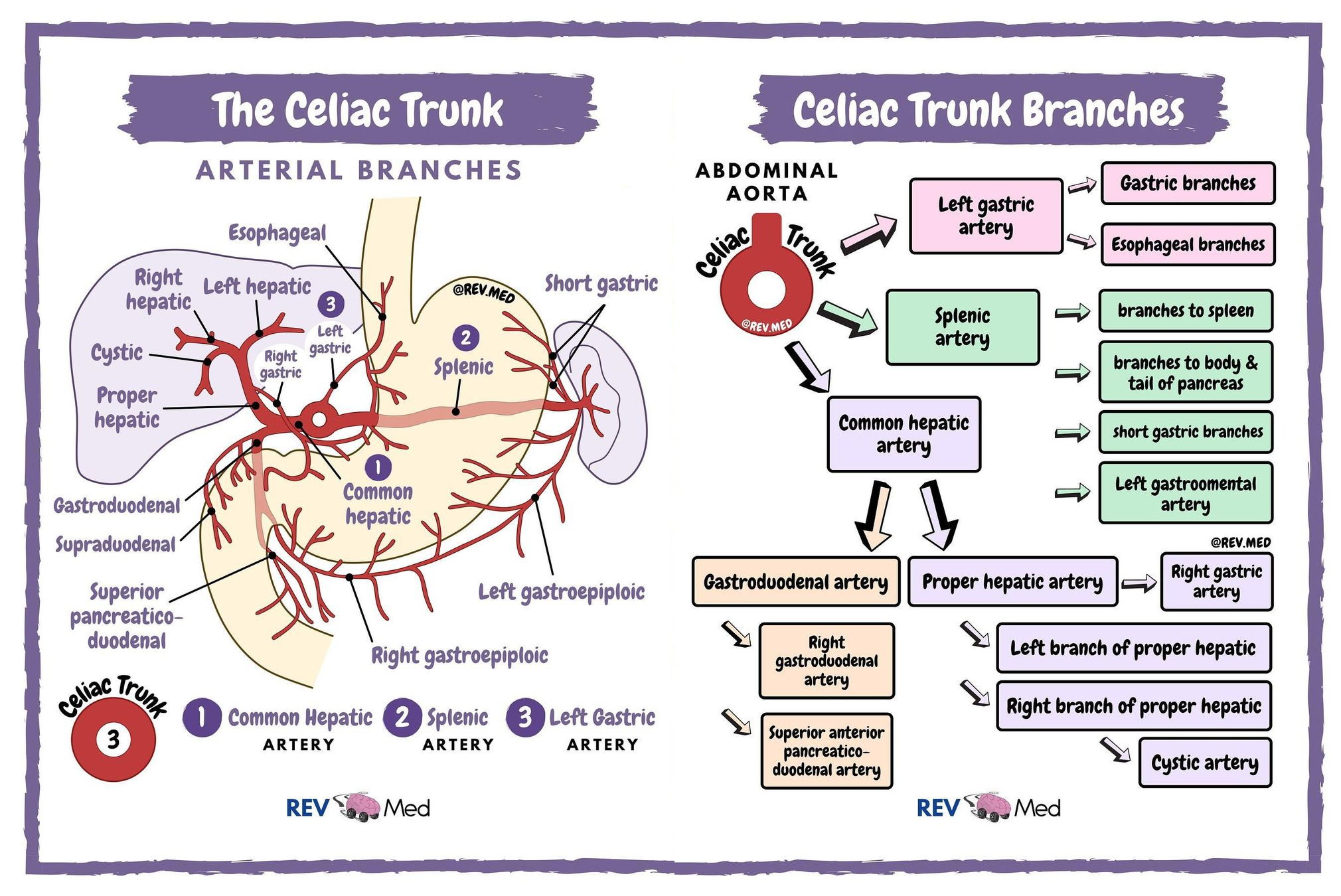 <p><span>•Celiac trunk is a large branch from anterior surface of the aorta, immediately below the aortic hiatus of the diaphragm</span></p><p></p><p><span>•It immediately divides into the <strong>left gastric</strong>, <strong>splenic</strong>, and <strong>common hepatic arteries</strong></span></p><p></p><p><span>•It supplies <strong>foregut structures</strong>, which includes stomach, spleen, liver, gallbladder and part of duodenum</span></p><p></p>