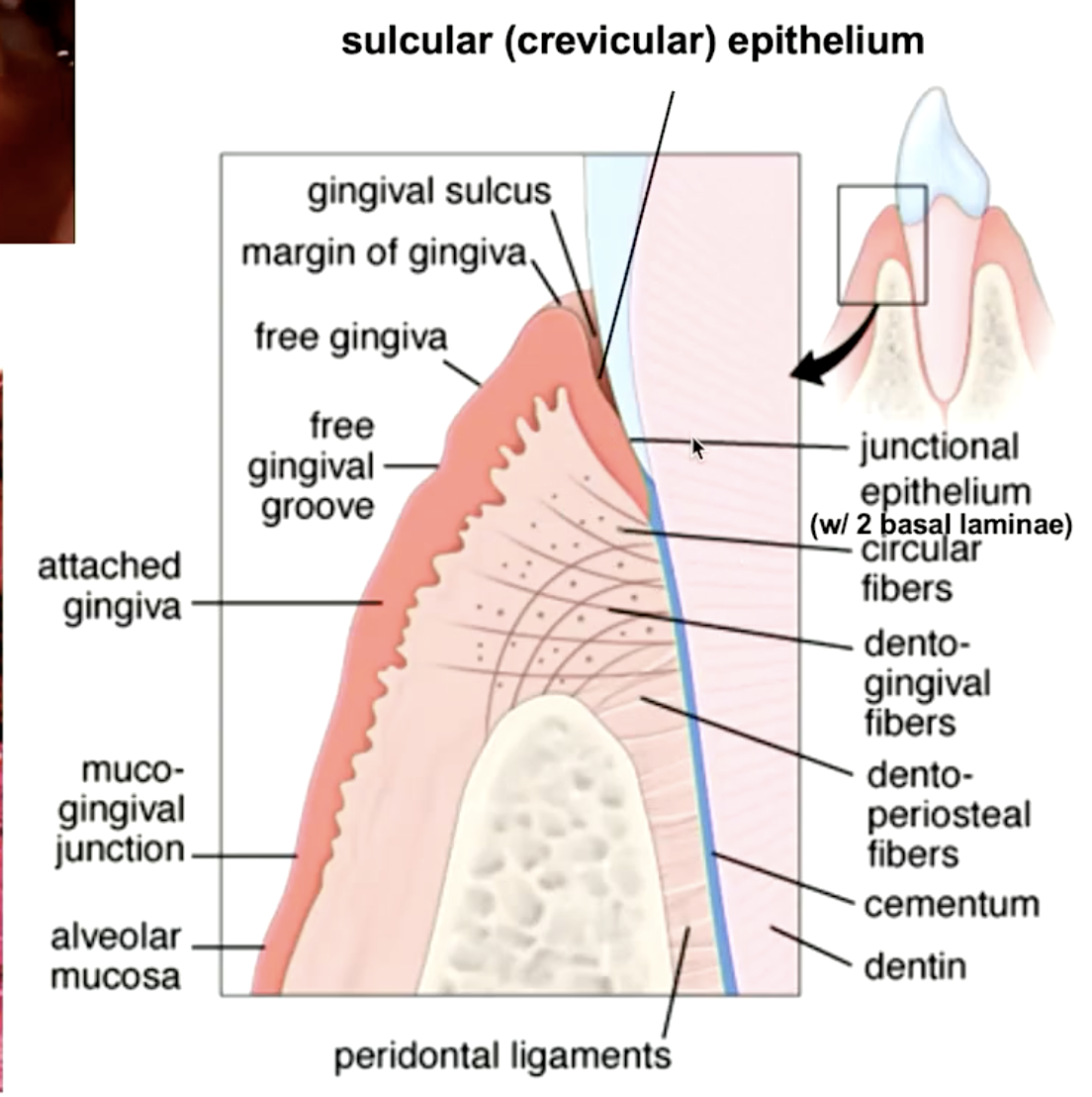 <p>attached gingiva</p>