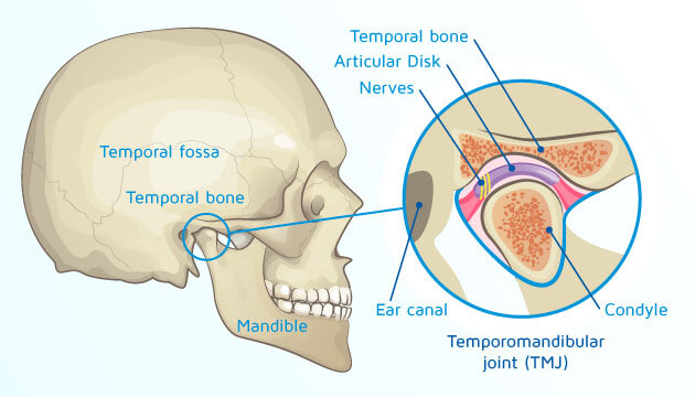 <p><strong>mandible, temporal lobe </strong></p>