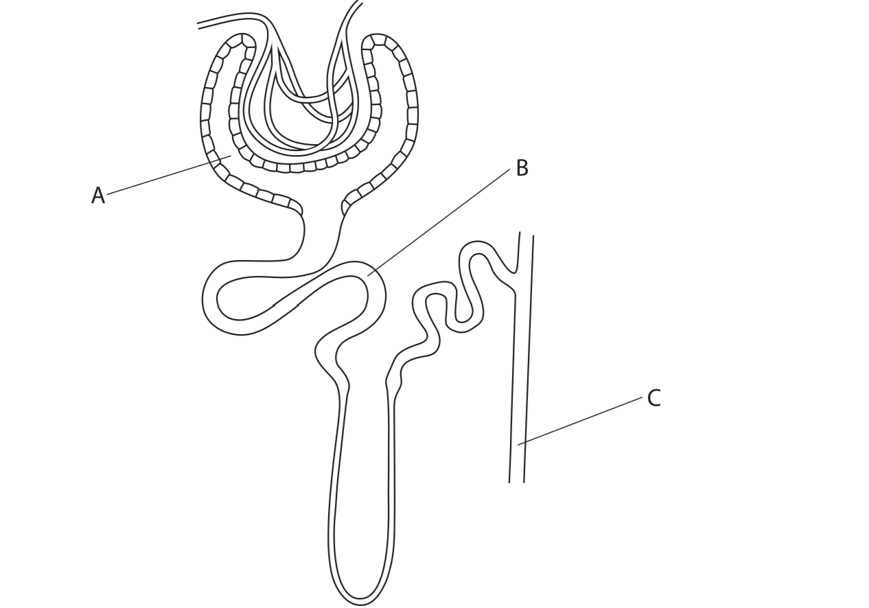 <p>Glucose reabsorption </p>