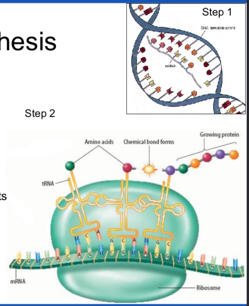 <p>Protein synthesis</p>