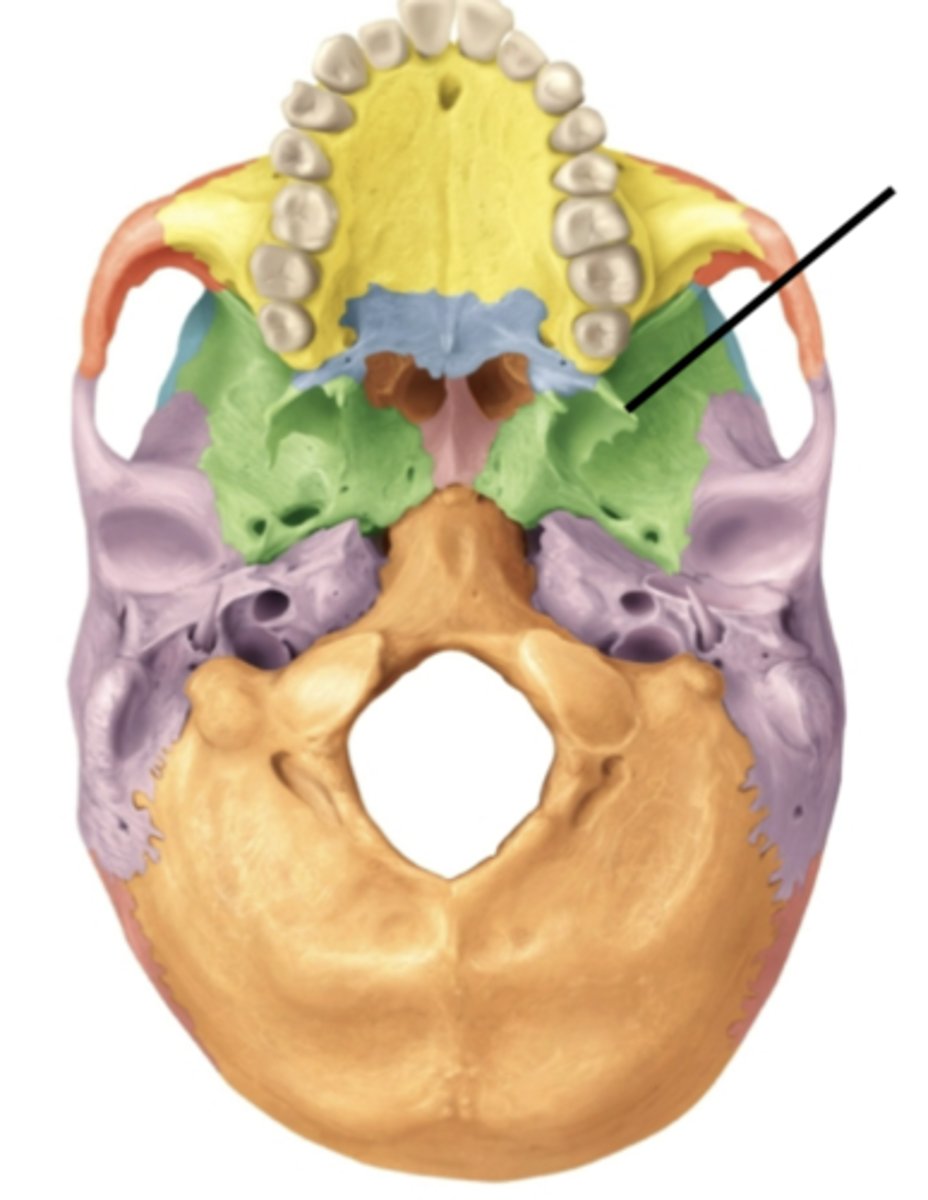 knowt flashcard image
