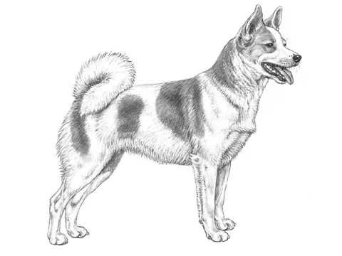 <p>Norbottens spets</p>