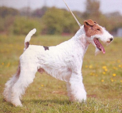 Toy Fox Terrier: Kongenitaler Hypothyreodismus
