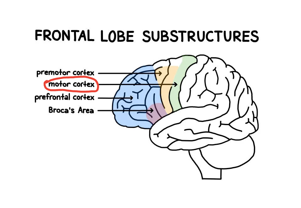<p>Located at the back of the frontal lobe which controls voluntary movement like walking or writing.</p>
