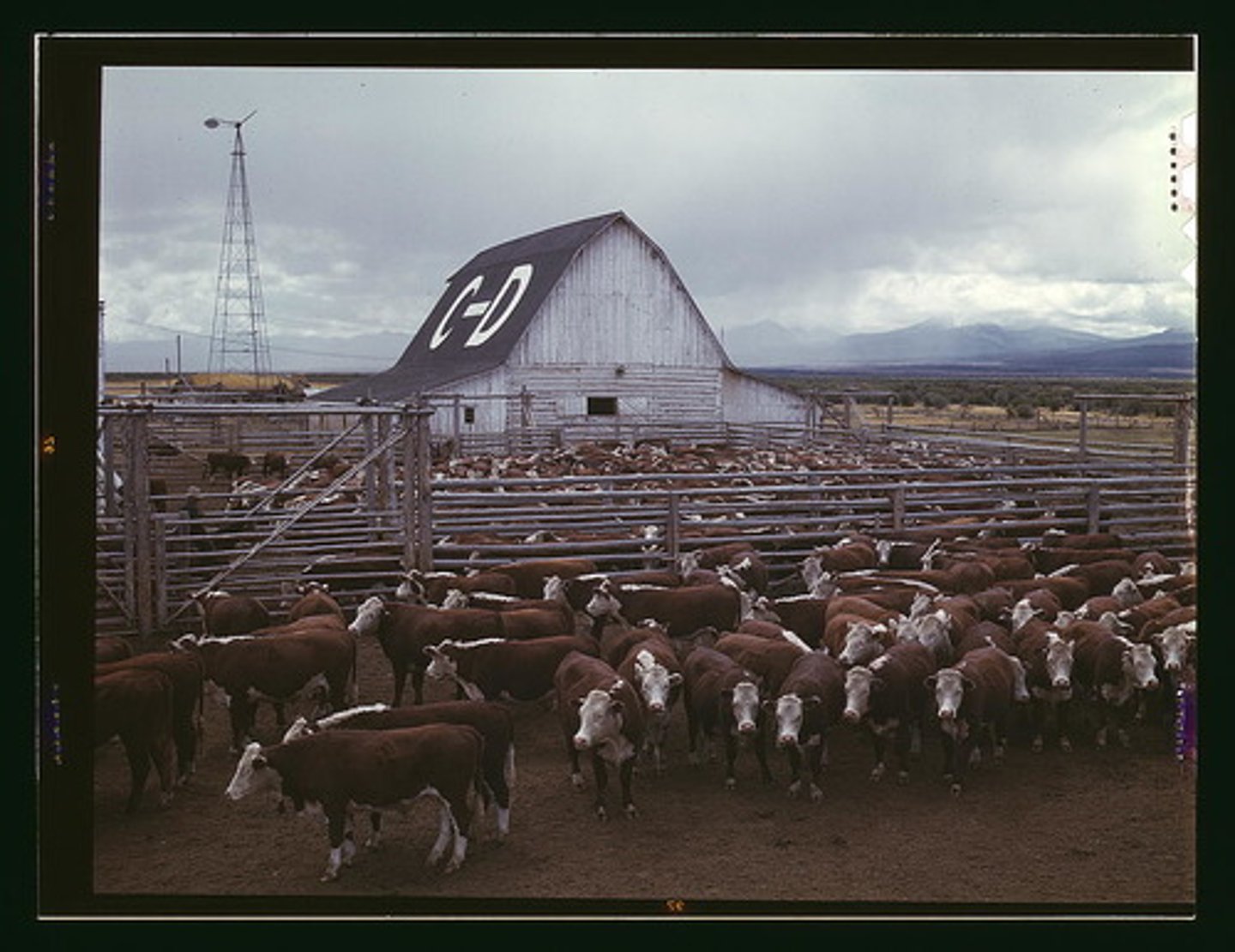 <p>a form of commercial agriculture in which livestock graze over an extensive area</p>
