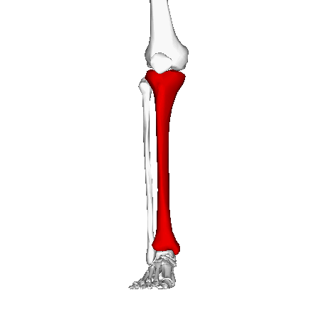 lower leg
the leg
biggest of the lower leg bones- medial side 
most important bone of lower leg
