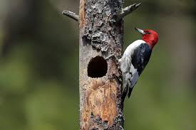 <p>Woodpeckers</p>