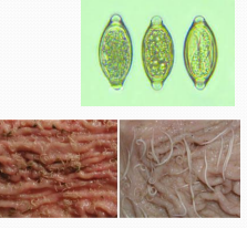 <p>Worms in <span style="color: rgb(230, 155, 255)">pigs</span></p>