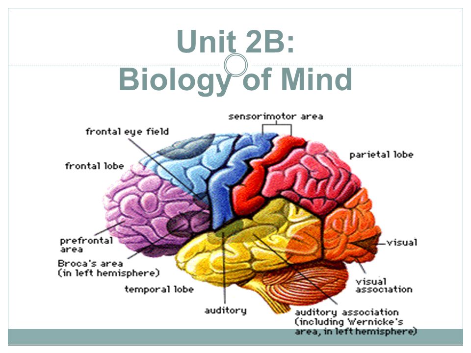 <p>these areas integrate and interpret</p><p>¾ of the cerebral cortex</p>