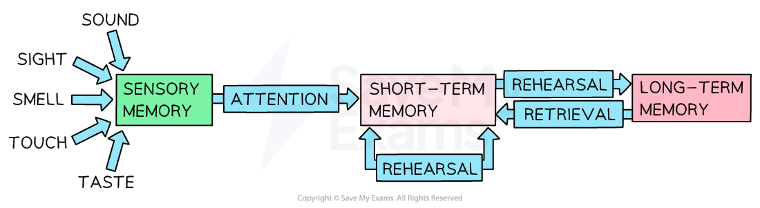 <p>Multi-store memory model <br></p>