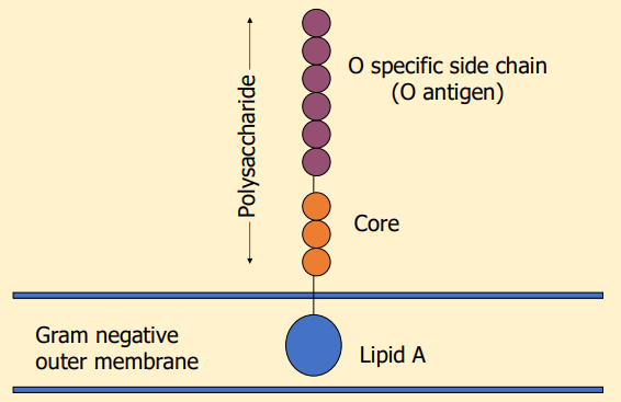 <p>What does this image show?</p>