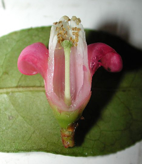 <p>The structure that connects the stigma to the ovary and serves as a pathway for the pollen tube.</p>