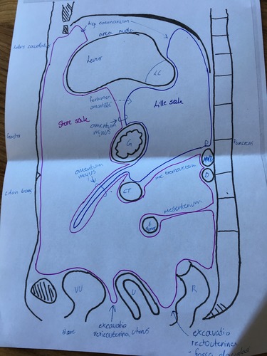 Start: area nuda på lever
-Slår sig om på leveren
-På vej ned på ventrikel findes foramen omentale og omentum minus
-Slår sig derefter om på ventriklen
-Danner herefter en stor fold som er omentum majus
-Slår sig derefter om på colon transversum
-Danner mesocolon transversum som binder colon transversum op på pancreas og doudenum
-Danner mesenteriet og slår sig helt rundt om tyndtarmsslyngerne
-Slår sig herefter om på bagvæggen igen
-Slår sig om rectum og ned i excavatio rectouterina hos kvinden/excavatio rectovesicalis hos manden
-Hos kvinden slår den sig over uterus og ned i excavatio vesicouterina
-Slår sig over blære og fortsætter hele vejen op på forvæggen
- På forvæggen er der longitudinelle folder ud fra umibilicus samt lig. falciforme der går op mod leveren
- Op til diagphragma og danner lig. coronarium -> tilbage ved start