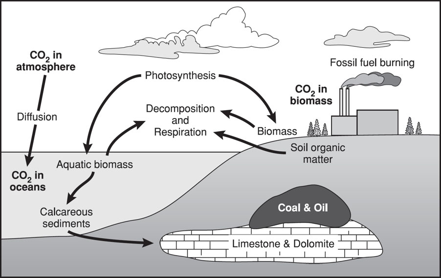 Carbon Cycle Chemical Processes