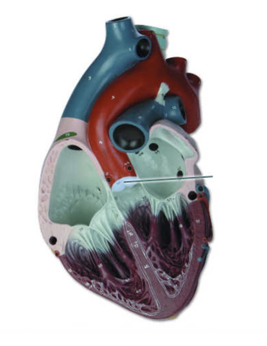 <p>Identify the highlighted structure.</p>