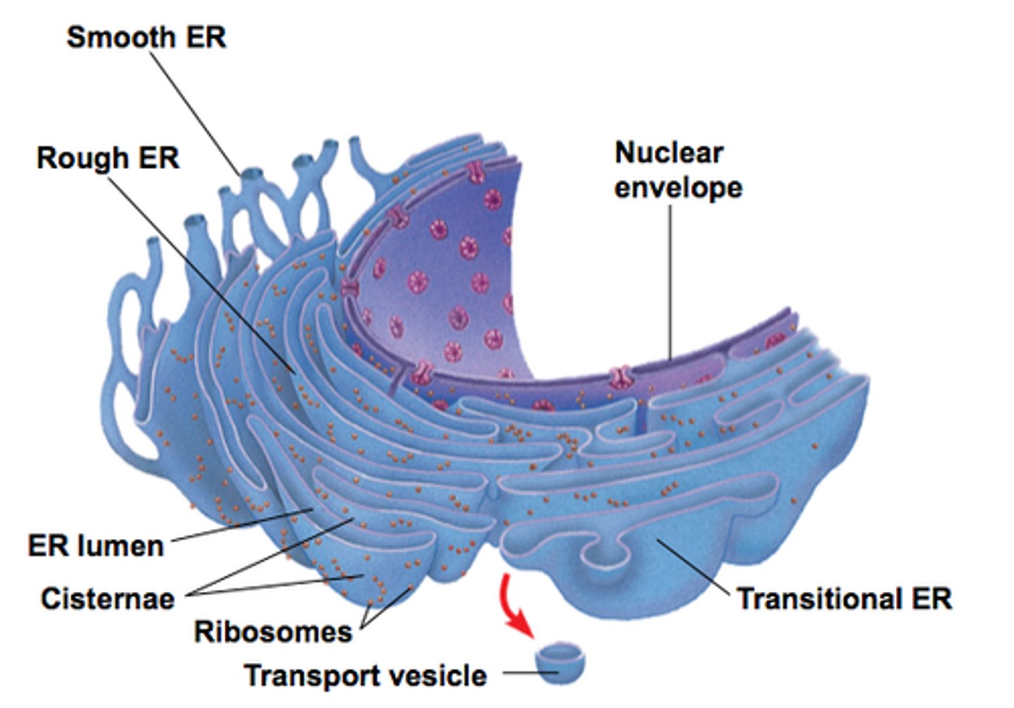 <p>Synthesizes lipids</p><p>Metabolizes carbohydrates</p><p>Detoxifies drugs and poisons</p><p>Stores calcium ions</p>