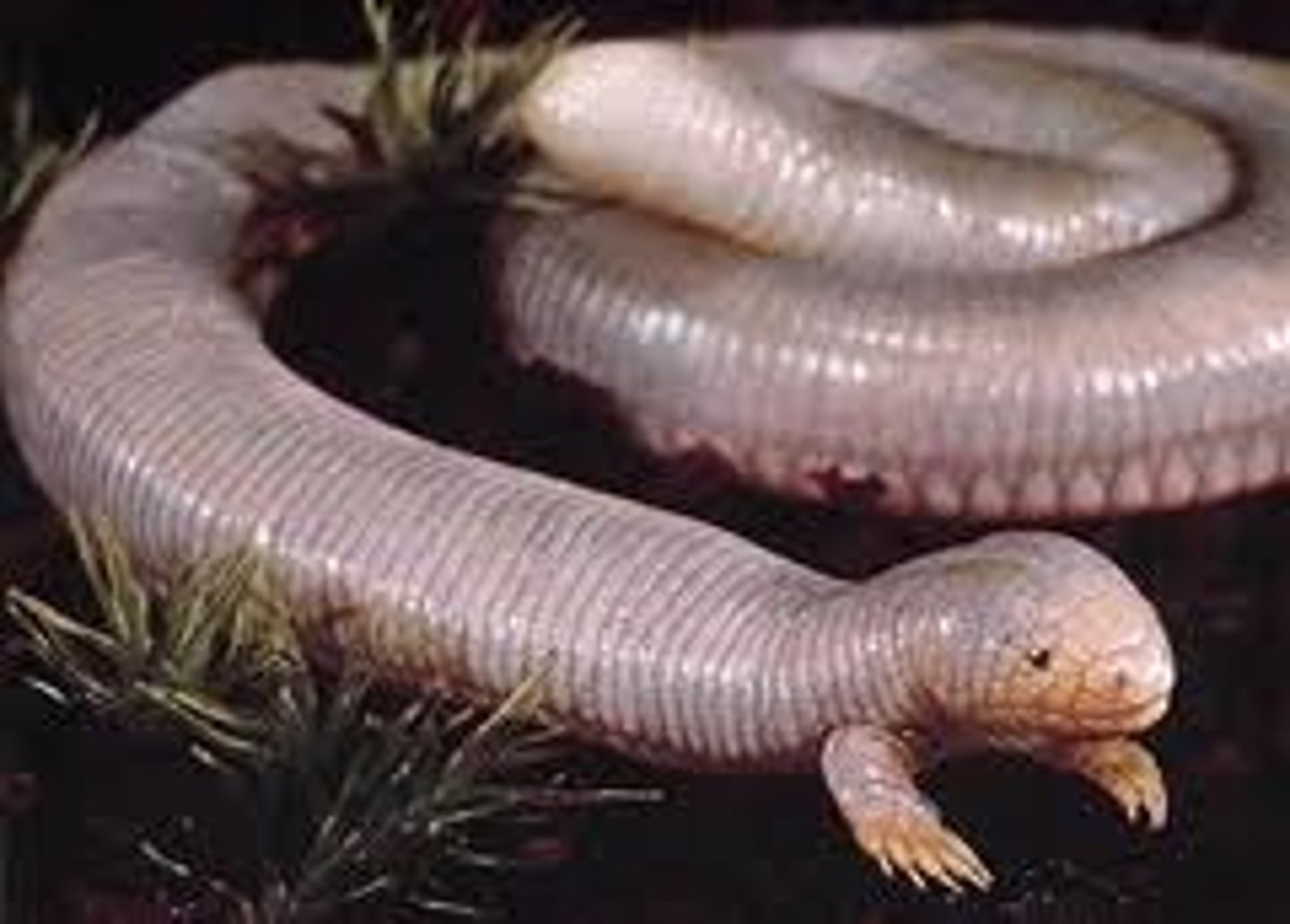 <p>worm lizards</p>