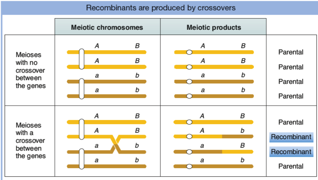 <p>exchange of HOMOLOGOUS segments of chromosomes - mixes up alleles on sister chromosomes (crossover)</p><ul><li><p>occurs AFTER DNA rep (when chromosomes are condensed and aligned)</p></li><li><p>occurs during meiosis (<u>driving force for evolution in euk</u>)</p></li></ul><p></p>