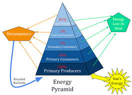 <p>each level in the energy pyramid is only getting 10 percent of the level of energy before them , energy is lost as heat, the number of producers will always need to be greater than the number of consumers for equilibrium to exist</p>