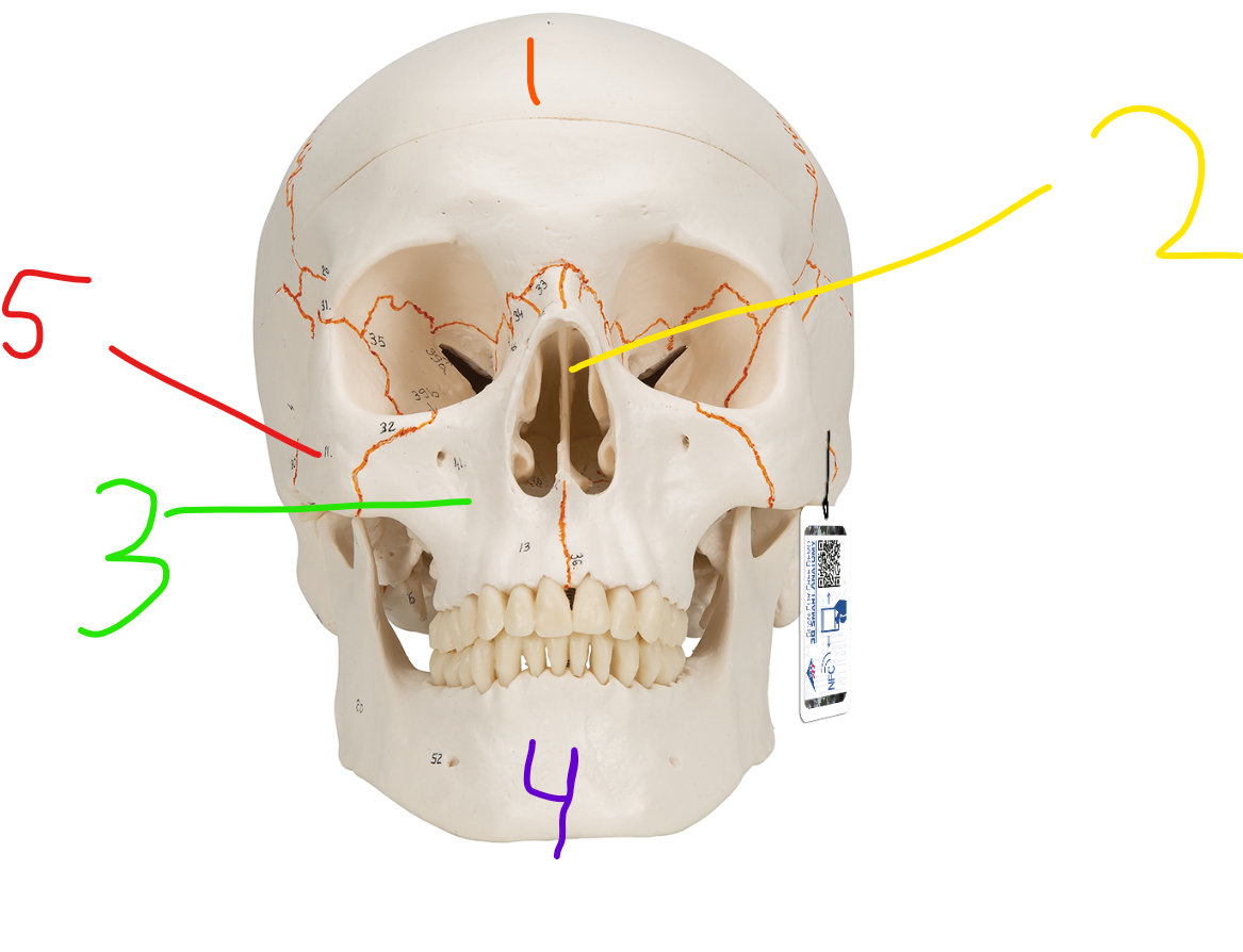 <p>what bone is #5?</p>