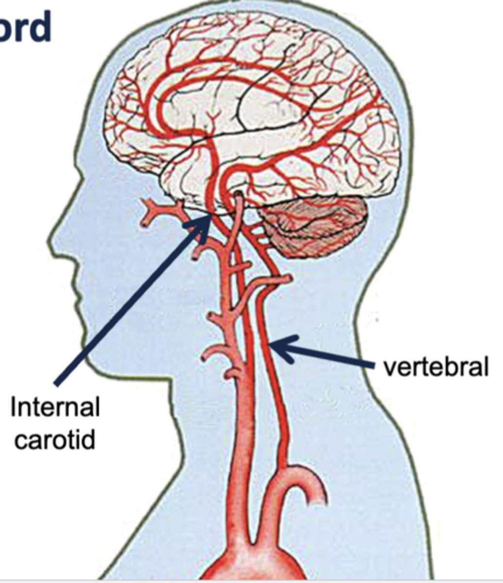 <p>vertebral arteries</p>
