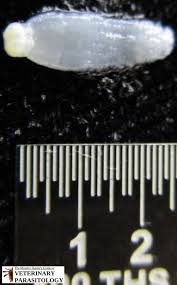 <p>Identify this parasite</p>