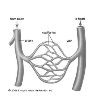 <p>Where are capillaries located (In relation to other blood vessels?)</p>