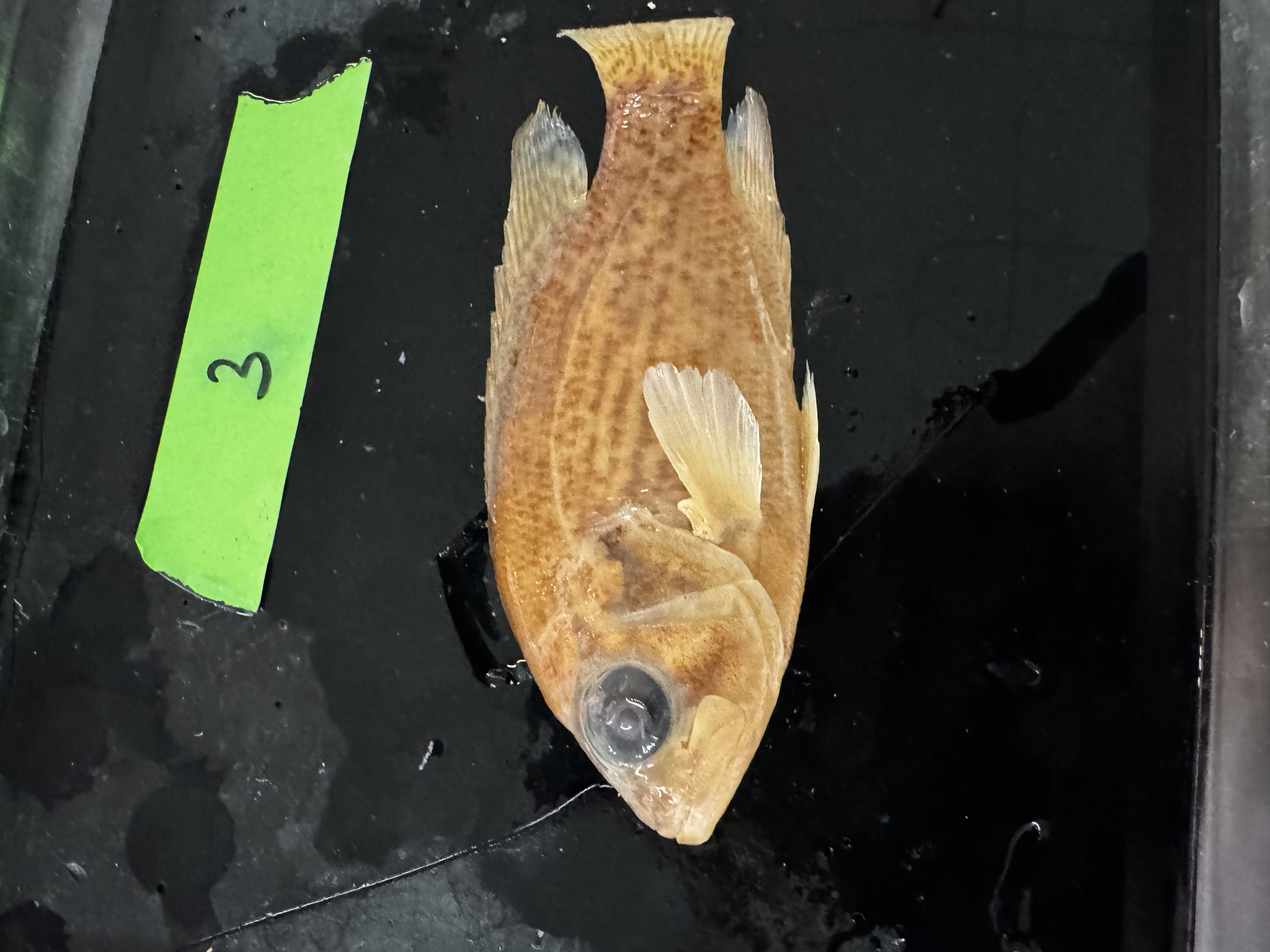 <p>Family:</p><p>Species:</p><p>Scientific:</p>